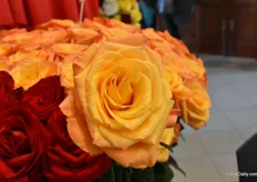This orange rose is Confidential. Also from Everest Enterprises.
